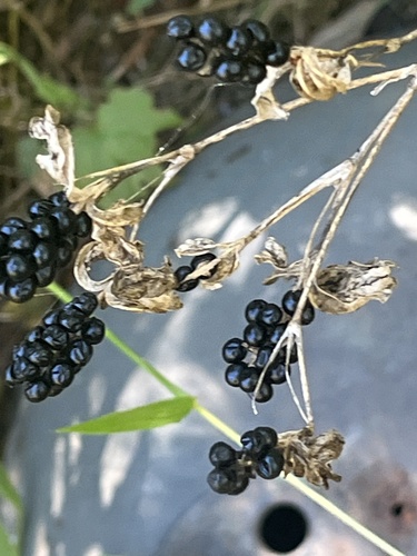 Blackberry Lily