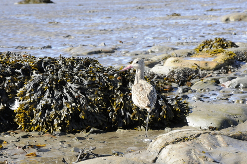 Marbled Godwit