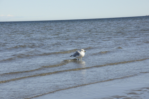 Ring-billed Gull