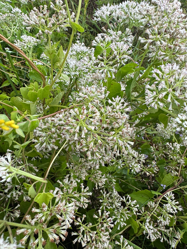 climbing hempvine