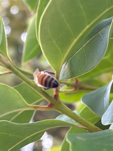 Western Honey Bee