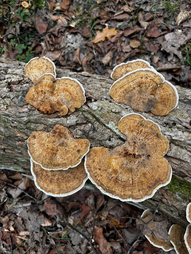 Daedaleopsis confragosa confragosa