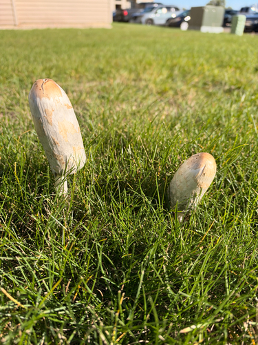 Shaggy Mane