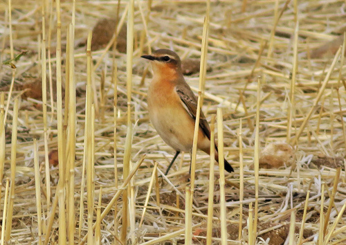 Northern Wheatear
