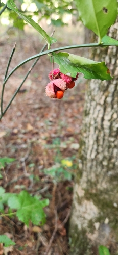 strawberry bush