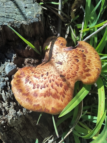 Dryad's Saddle
