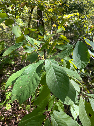 common pawpaw