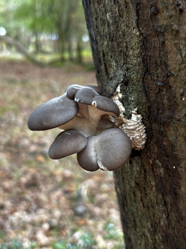Oyster Mushroom
