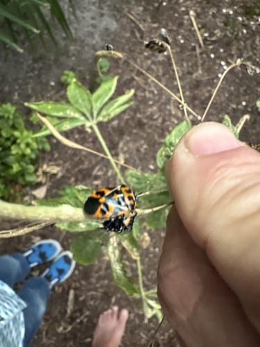 Harlequin Bug