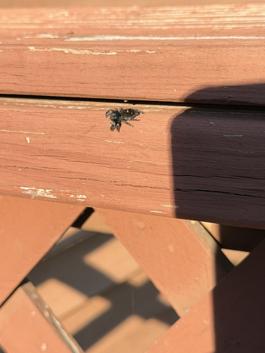 Bold Jumping Spider