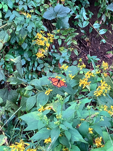 Monarch