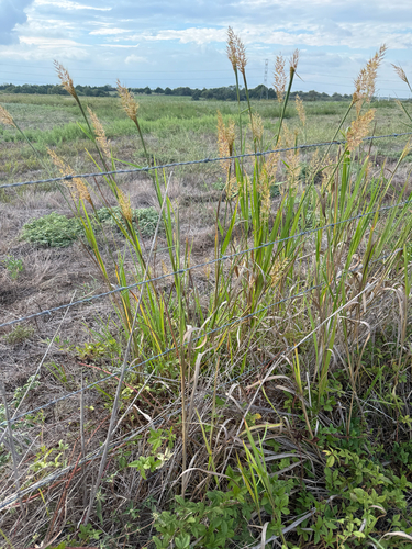 Indiangrass