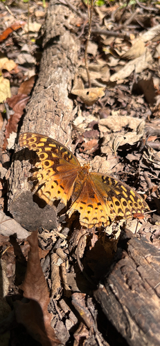 Great Spangled Fritillary