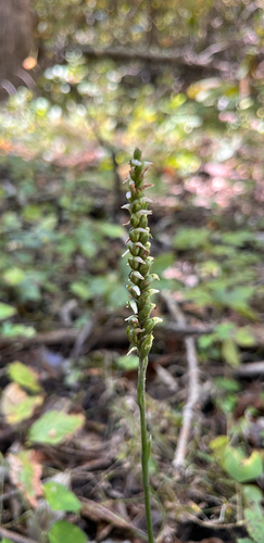 Oval Ladies' Tresses