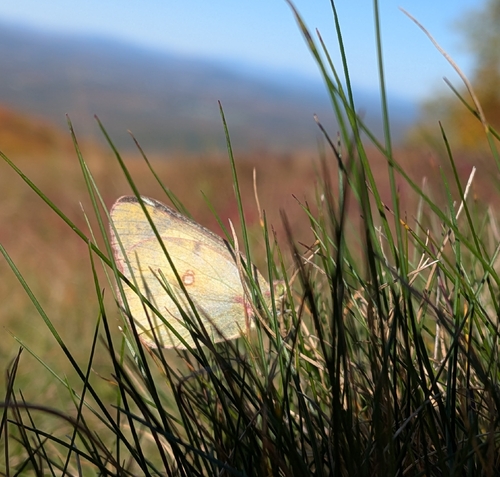 Clouded Sulphur