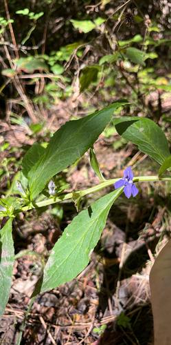 great blue lobelia