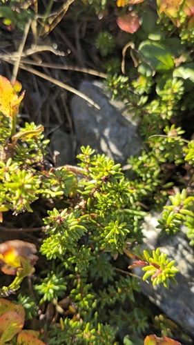 black crowberry