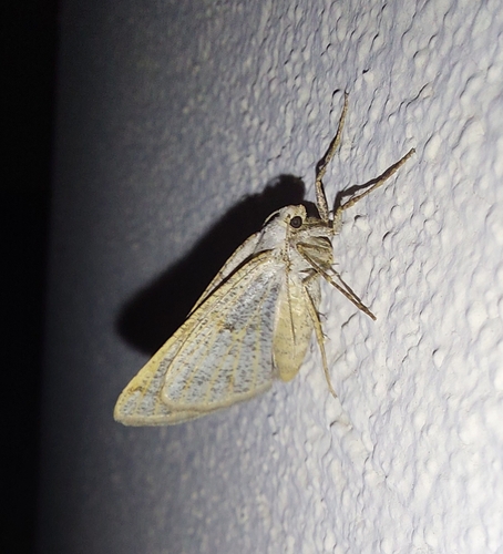 Isturgia miniosaria