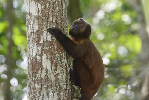 Crested Capuchin
