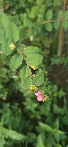Common Snowberry