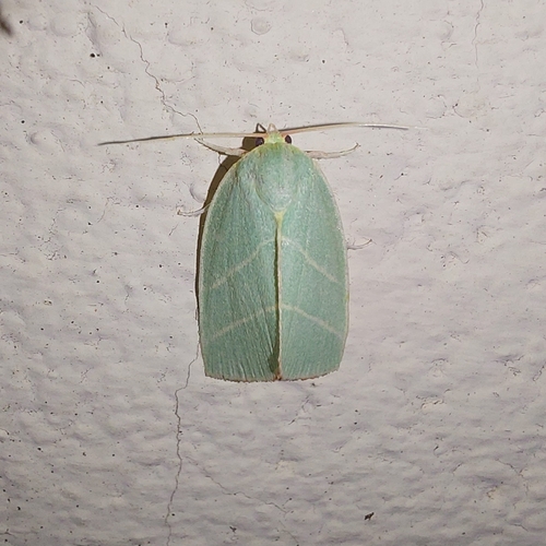 Scarce Silver-lines