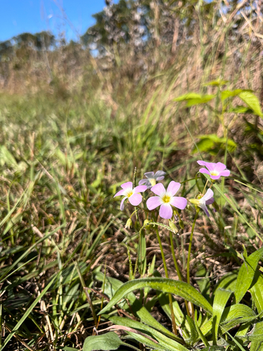 violet woodsorrel
