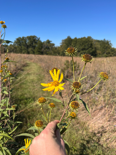 Maximilian sunflower