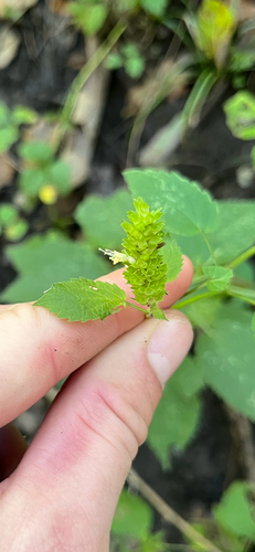 yellow giant hyssop