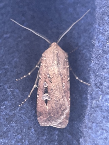 Bogong Moth