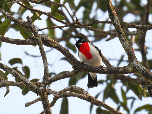 Cherry-throated Tanager