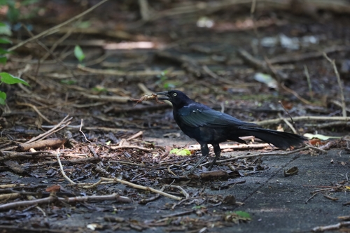Great-tailed Grackle (Quiscalus mexicanus)