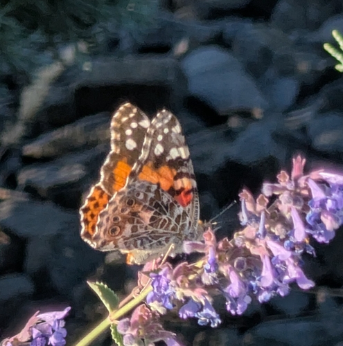 Painted Lady