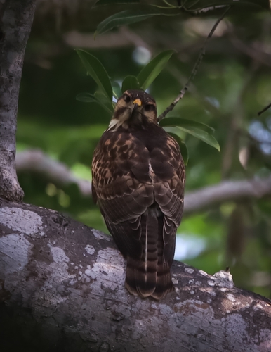 Gray Hawk (Buteo plagiatus)
