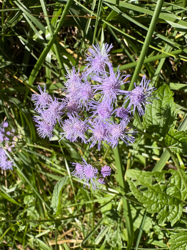blue mistflower