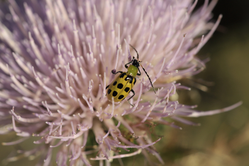 Spotted Cucumber Beetle