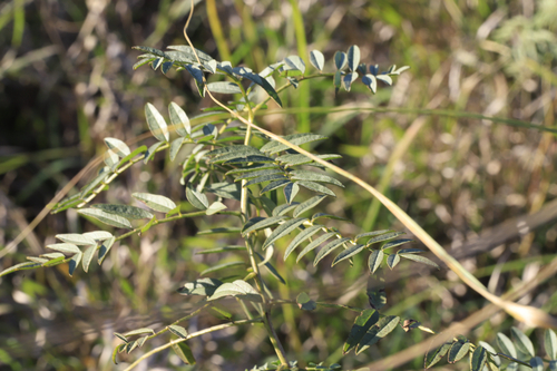 Wild Licorice