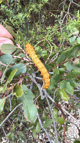 Oslar's Oakworm Moth
