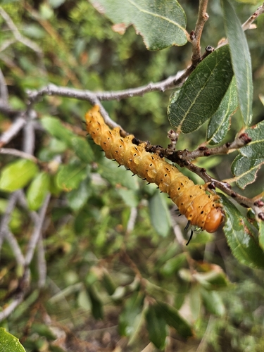 Oslar's Oakworm Moth