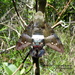 Aellopos tantalus zonata - Photo (c) Christine Rose-Smyth, all rights reserved, uploaded by Christine Rose-Smyth