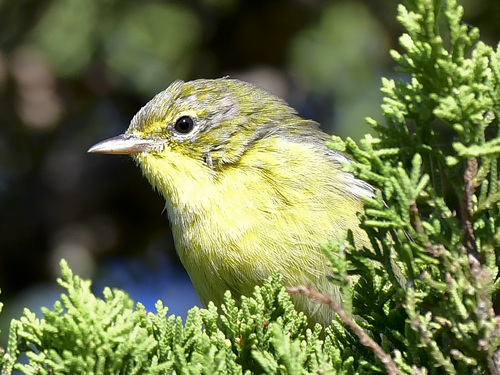 Pine Warbler