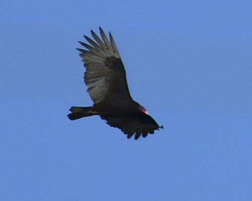 Turkey Vulture