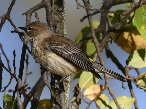 Yellow-rumped Warbler