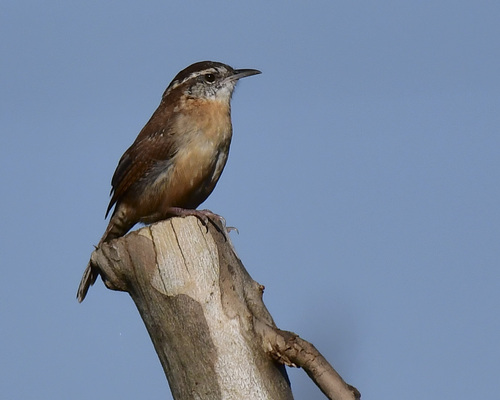 Carolina Wren