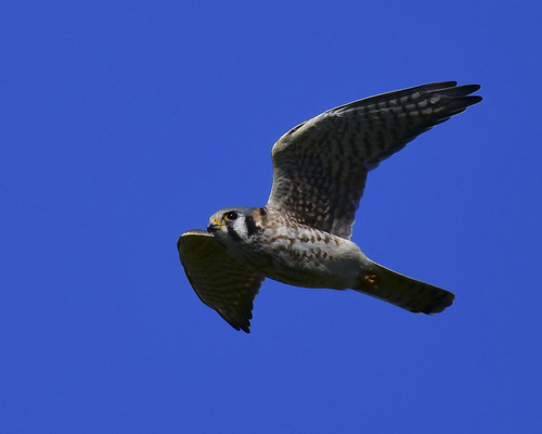 American Kestrel