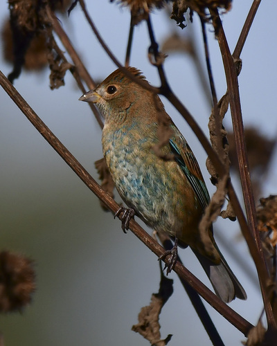 Indigo Bunting