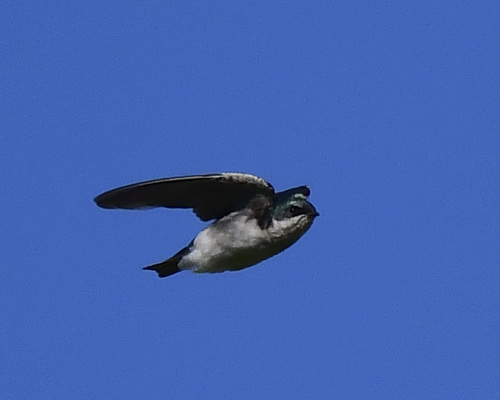 Tree Swallow