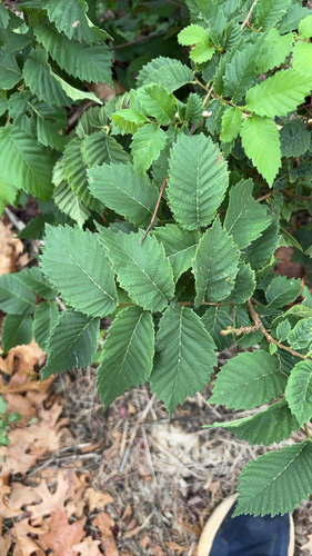 American elm