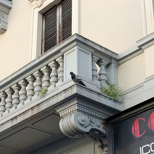 Feral Pigeon