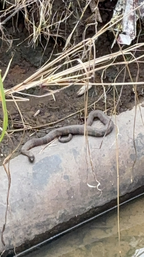 Common Watersnake