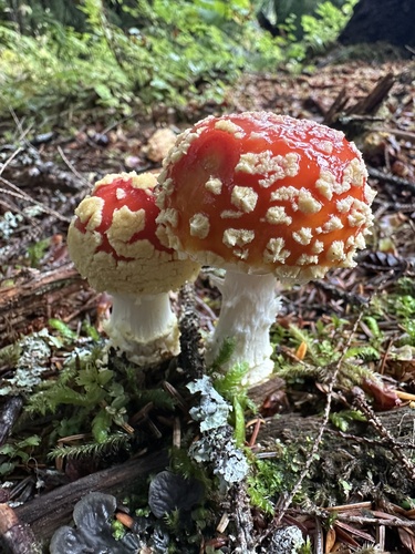 Fly Agaric